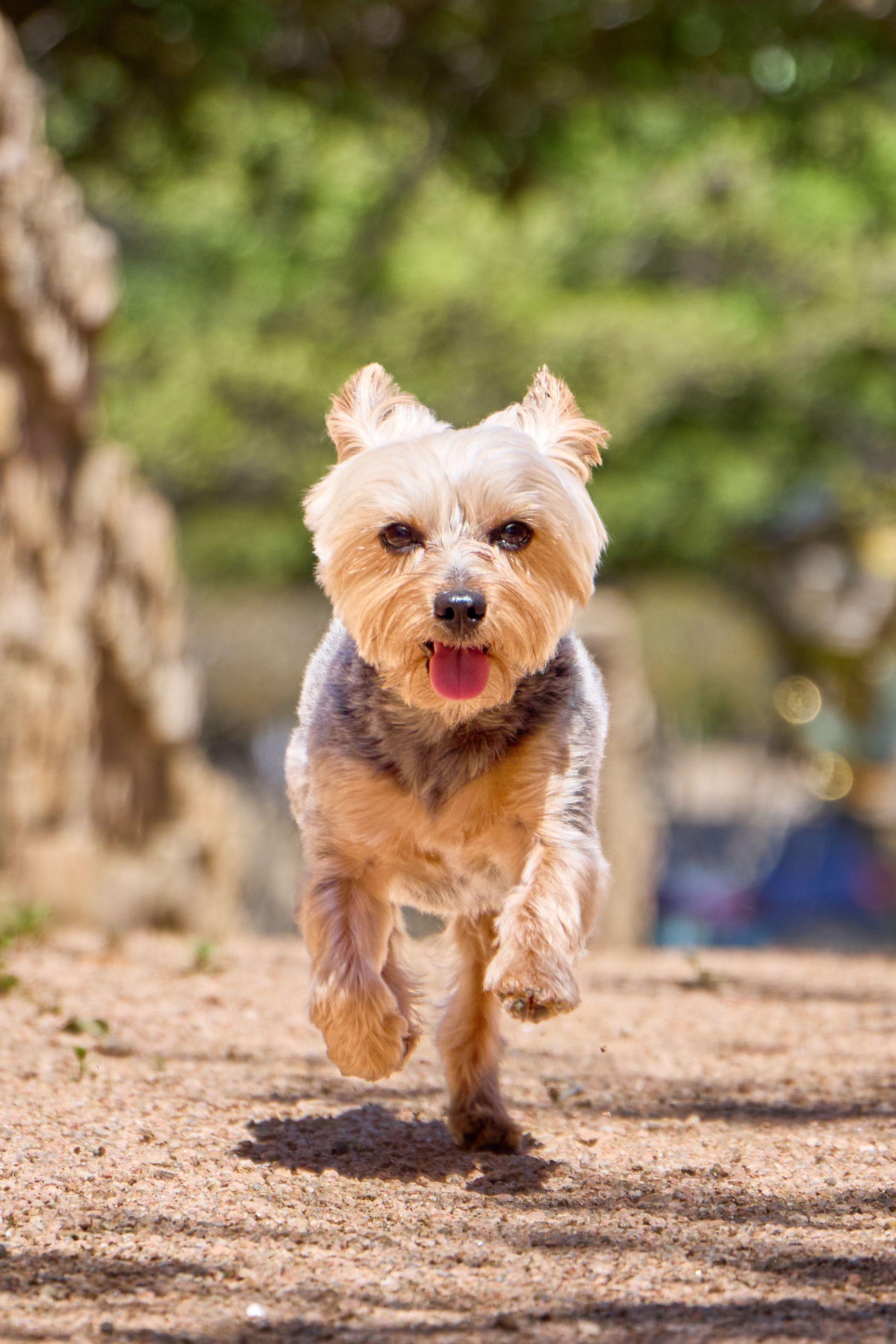 Yorkshire terrier running down a dirt path toward camera — Pet Photography photography, Austin A yorkshire terrier running down a dirt path toward camera.