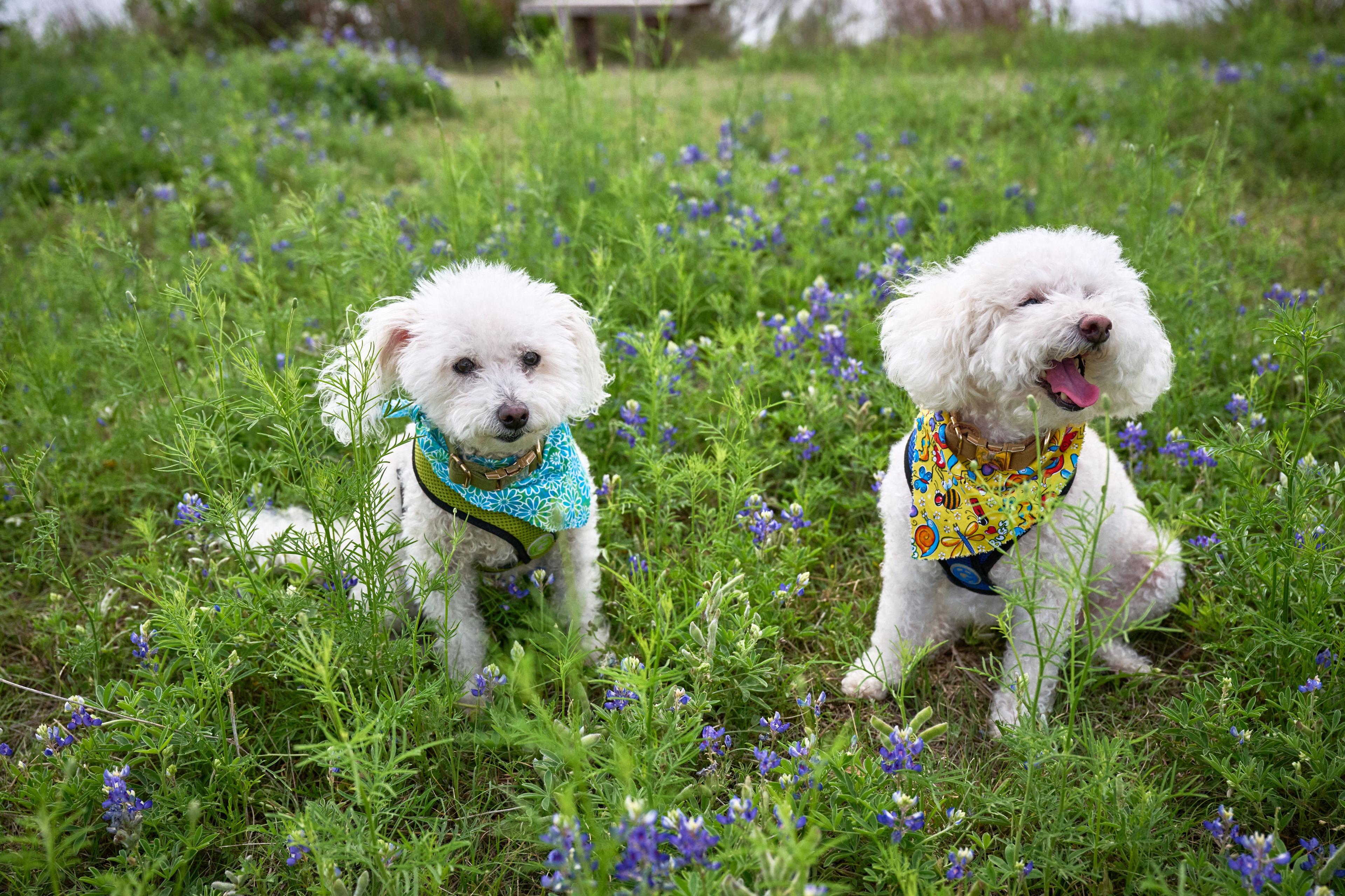 Two white dogs sitting together in a bluebonnet patch — Seasonal Wildflower Season in Texas photography, Austin Two white dogs sitting together in a bluebonnet patch.