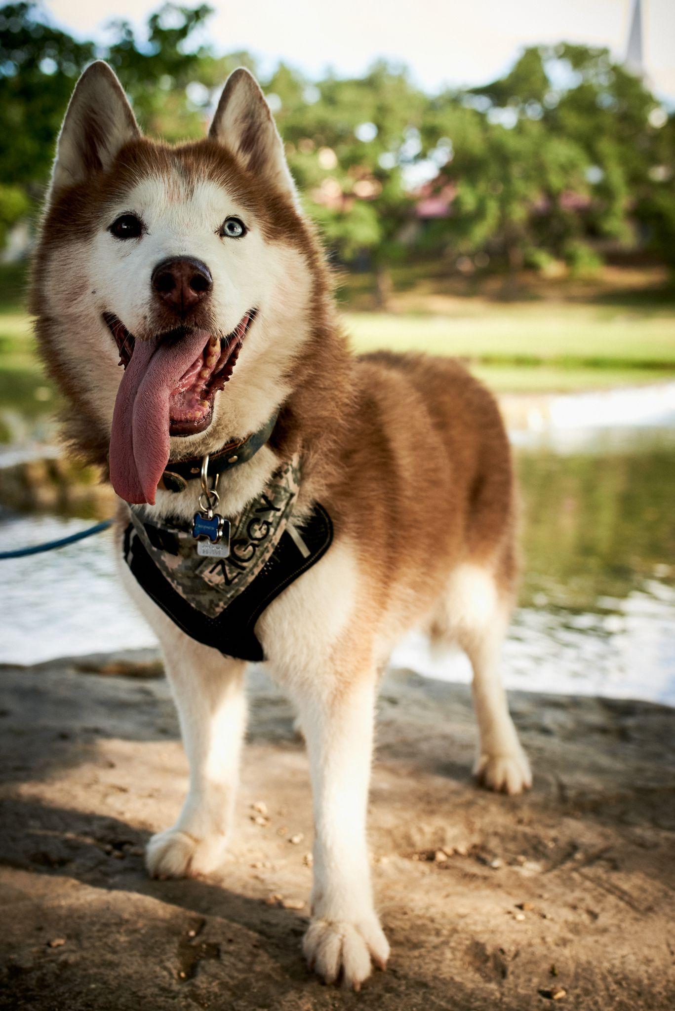 Husky standing at the water's edge with its tongue out — Pet Photography photography, Austin A husky standing at the water's edge with its tongue out.