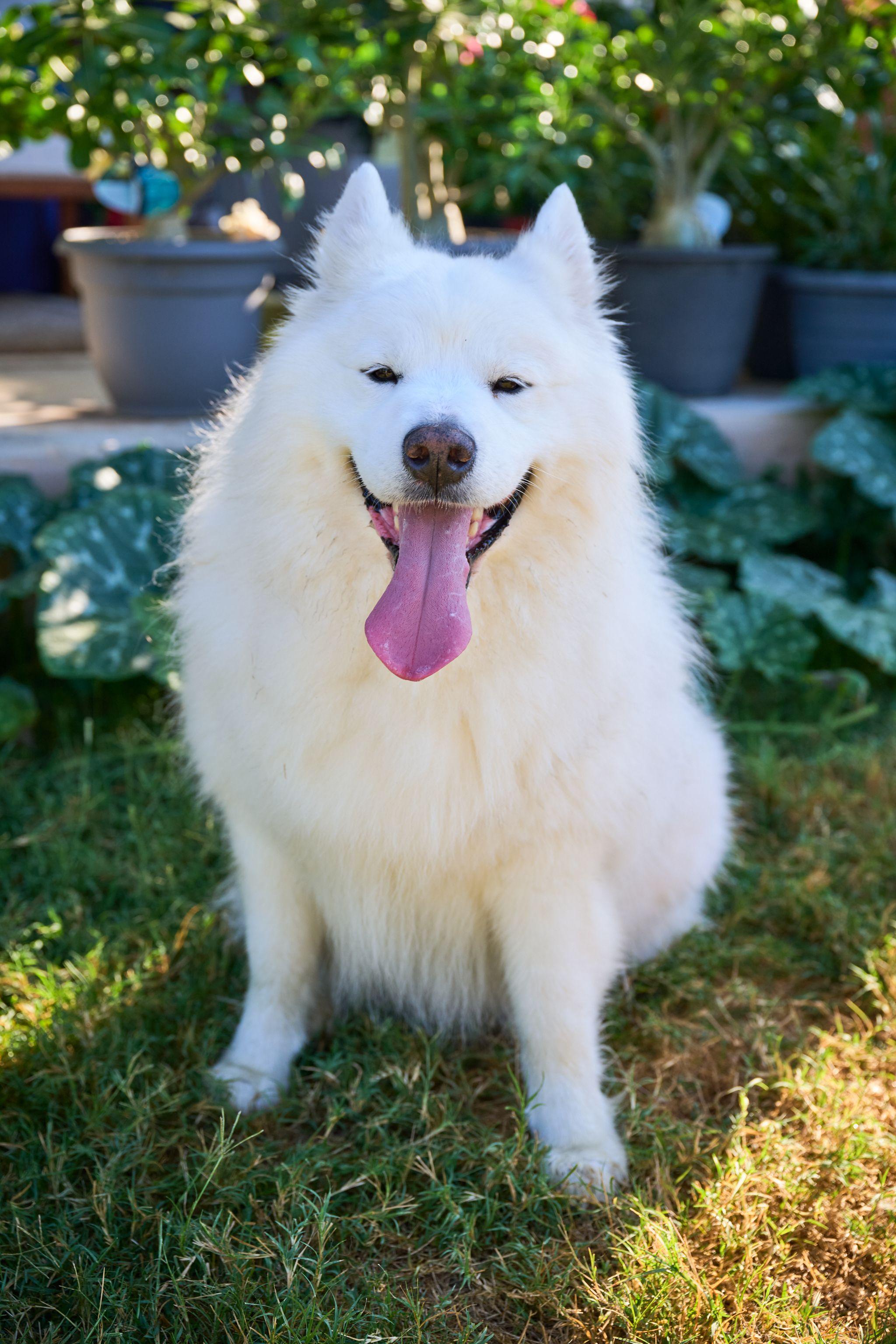 White Samoyed sitting in a garden among potted plants — Pet Photography photography, Austin A white Samoyed sitting in a garden among potted plants.