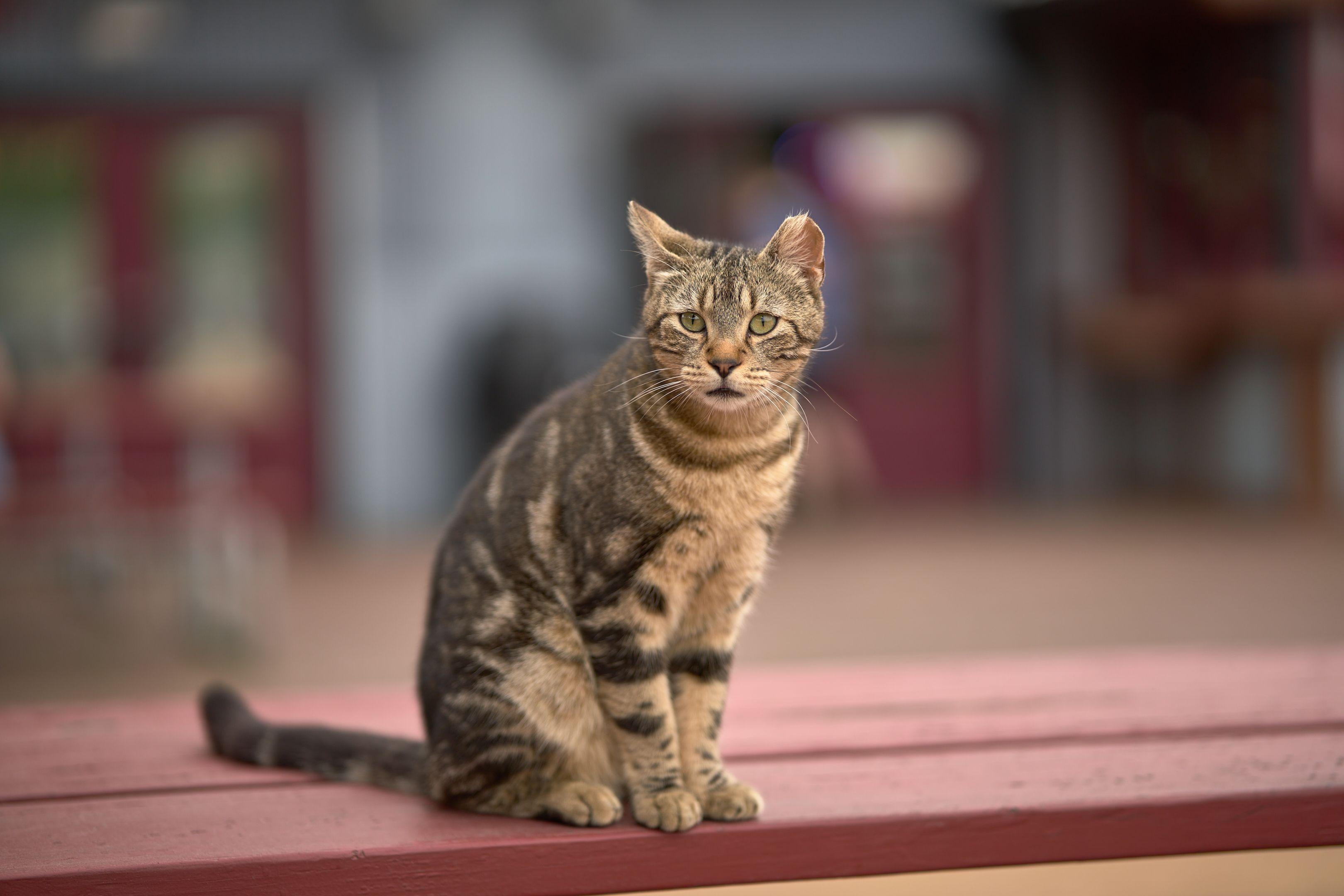 Tabby cat sitting upright on a red-tiled step — Pet Photography photography, Austin A tabby cat sitting upright on a red-tiled step.