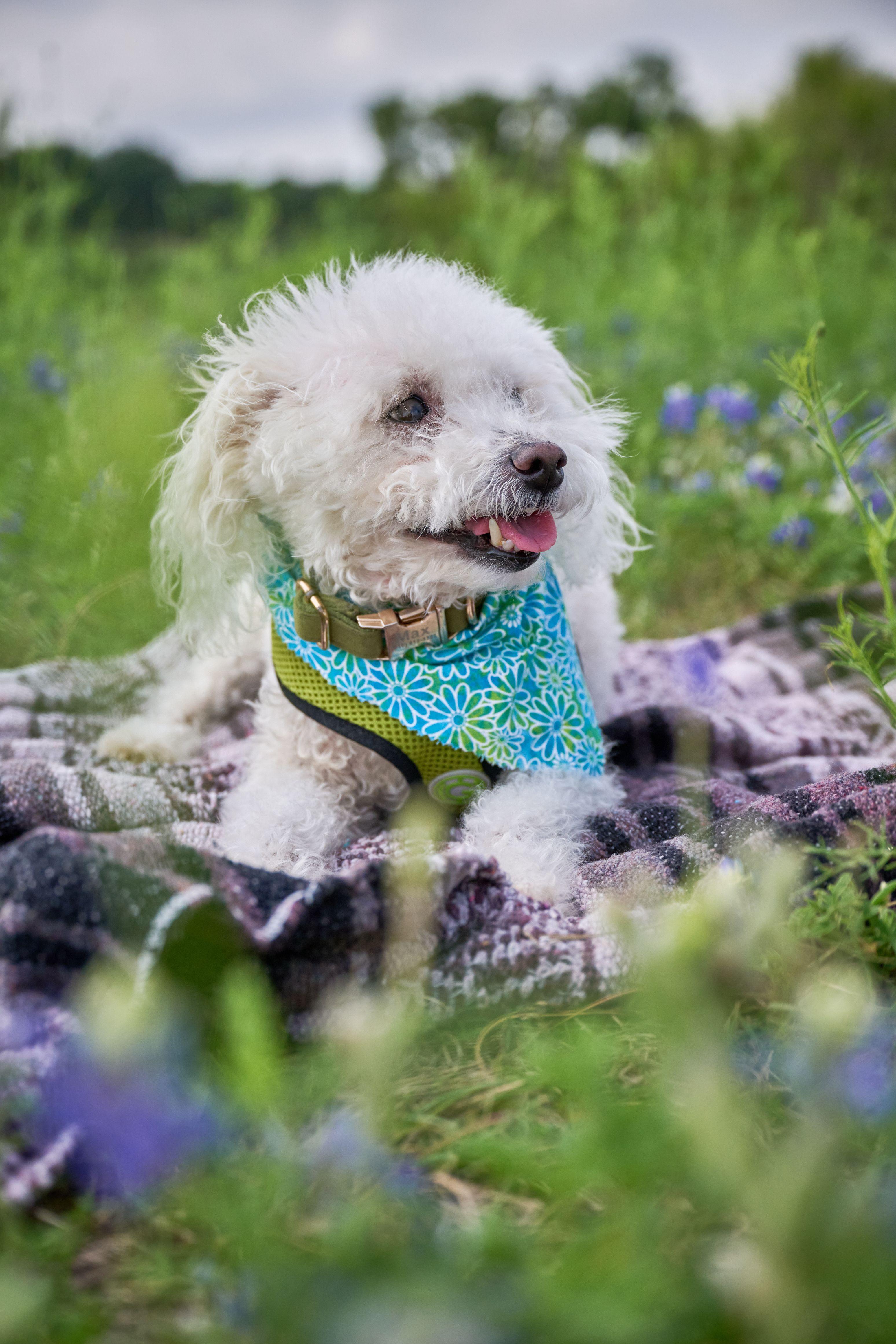 Small white dog in a teal bandana lying on a blanket in the grass — Pet Photography photography, Austin A small white dog in a teal bandana lying on a blanket in the grass.