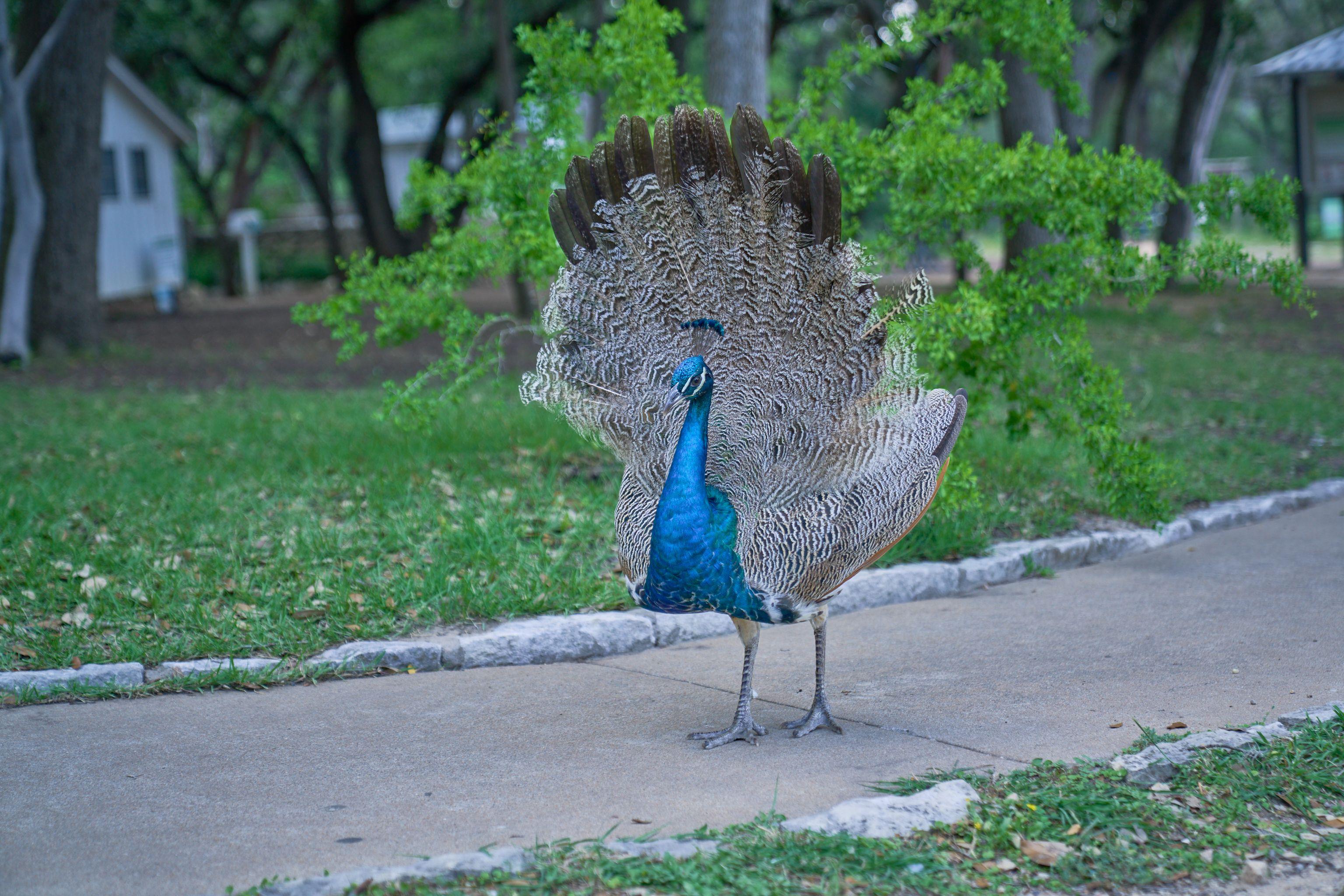 Peacock with its tail fanned open standing on a garden path — Mayfield Park photography, Austin Mayfield Park