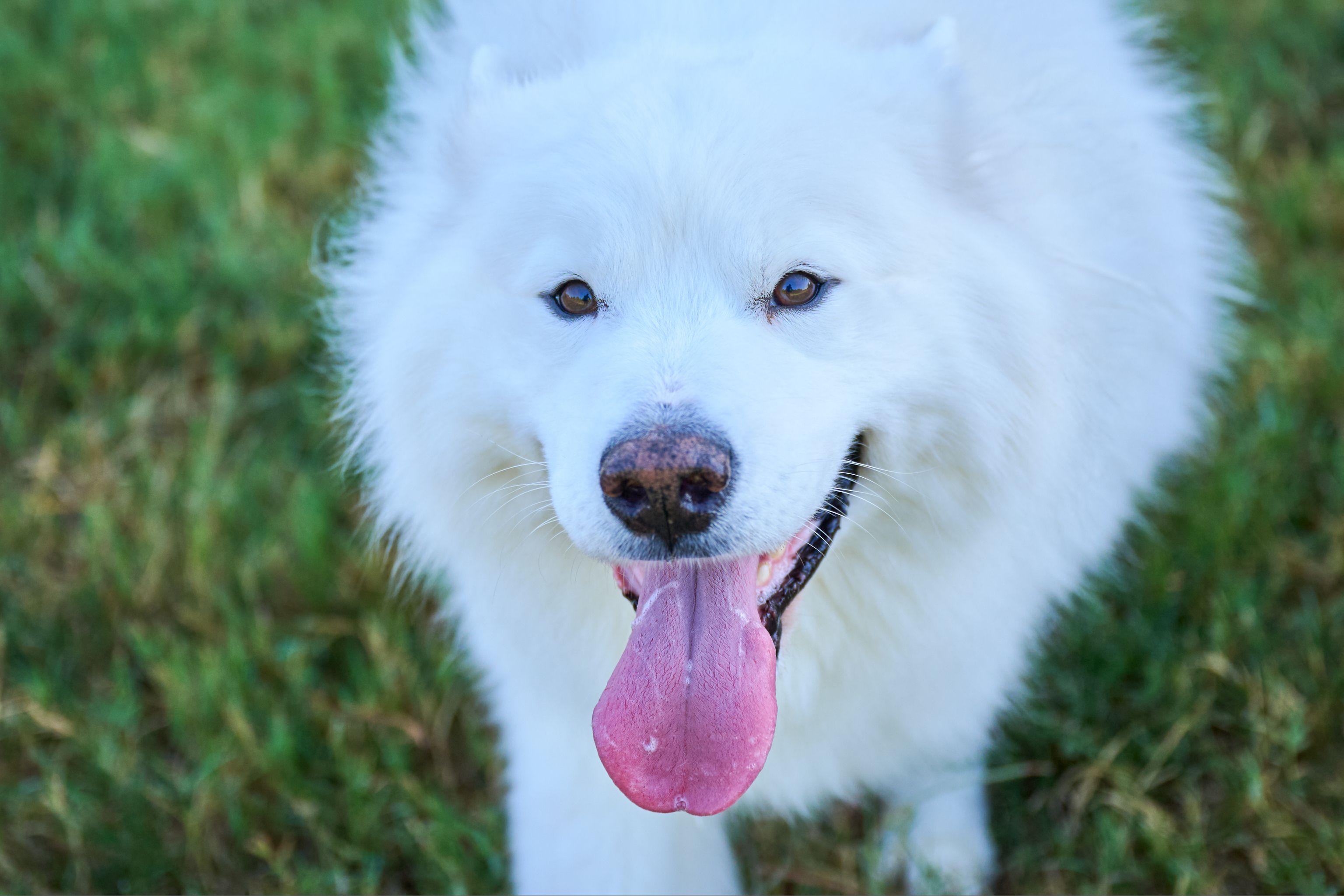Close portrait of a white Samoyed with its tongue out — Pet Photography photography, Austin A close portrait of a white Samoyed with its tongue out.