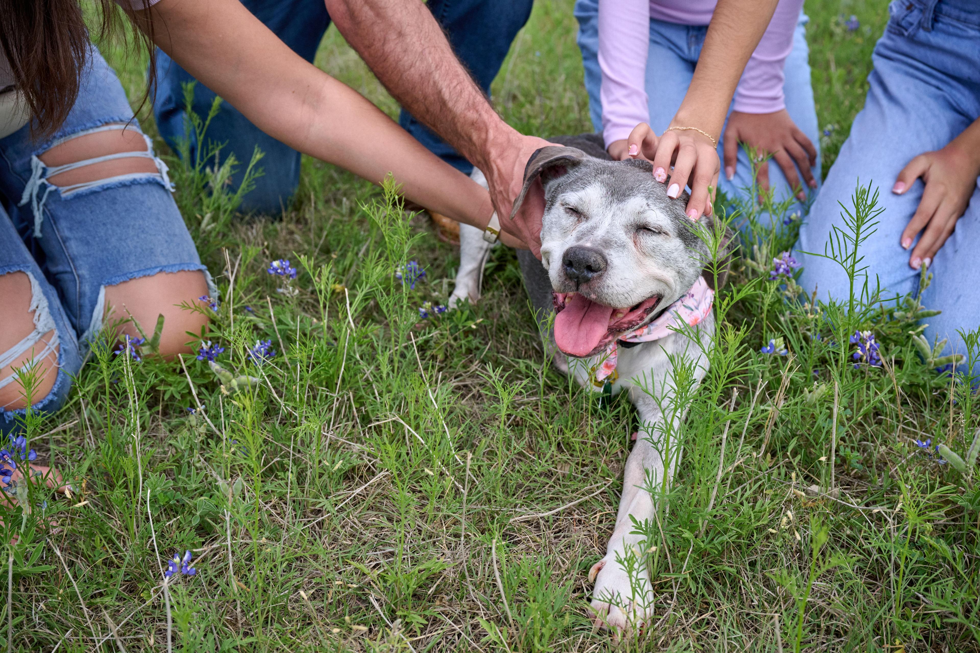 Senior dog being stroked by its owners, eyes closed, tongue out — Pet Photography photography, Austin A senior dog being stroked by its owners, eyes closed, tongue out.