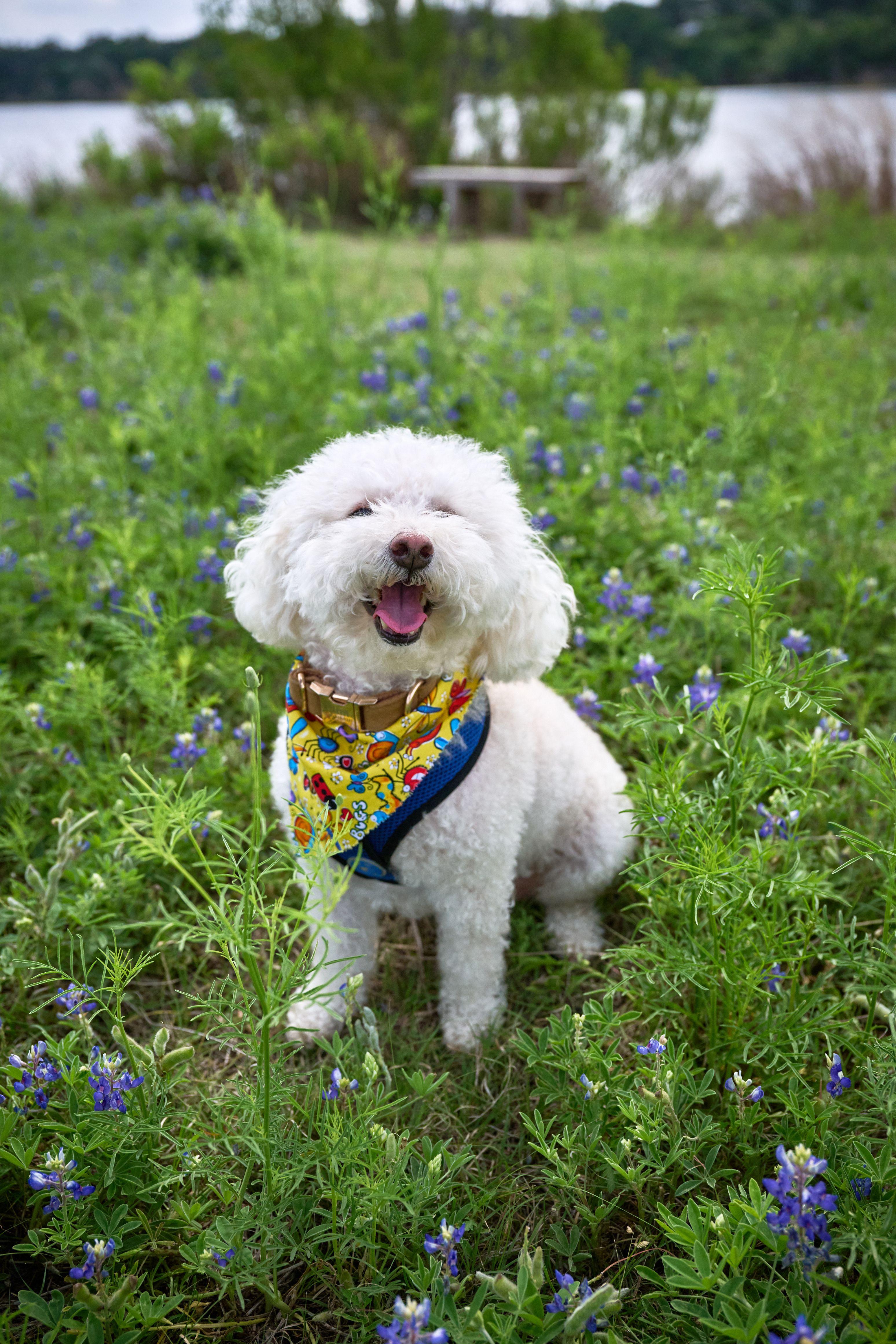 Small white dog in a patterned bandana sitting among bluebonnets — Seasonal Wildflower Season in Texas photography, Austin A small white dog in a patterned bandana sitting among bluebonnets.