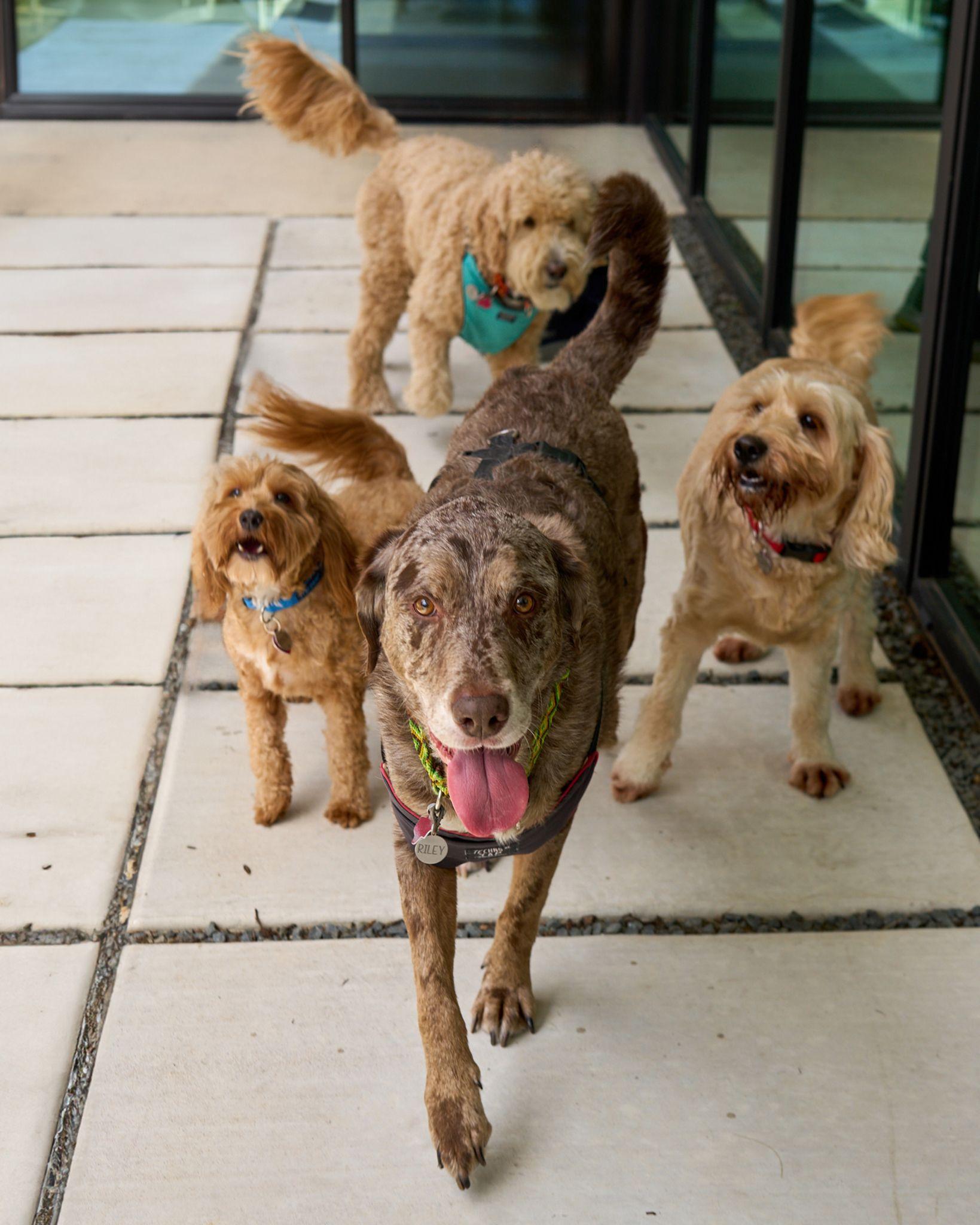 Three goldendoodles walking toward camera along a garden path — Pet Photography photography, Austin Three goldendoodles walking toward camera along a garden path.