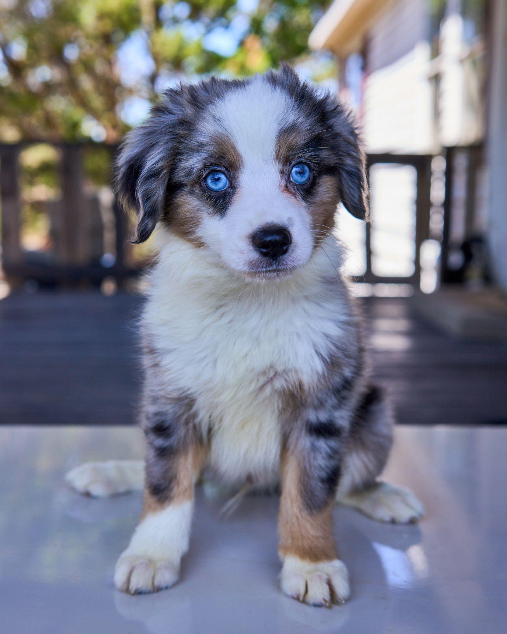 Blue-eyed Australian shepherd puppy sitting square on a wooden deck — Pet Photography photography, Austin A blue-eyed Australian shepherd puppy sitting square on a wooden deck.