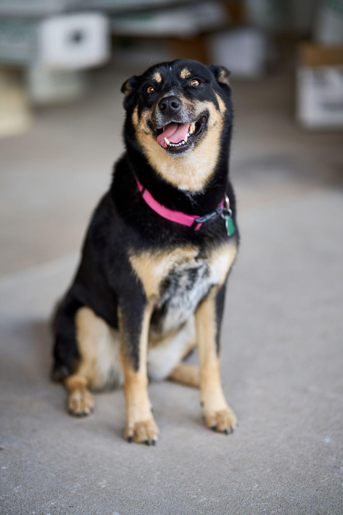 Black and tan dog in a pink collar standing on a porch — Pet Photography photography, Austin A black and tan dog in a pink collar standing on a porch.