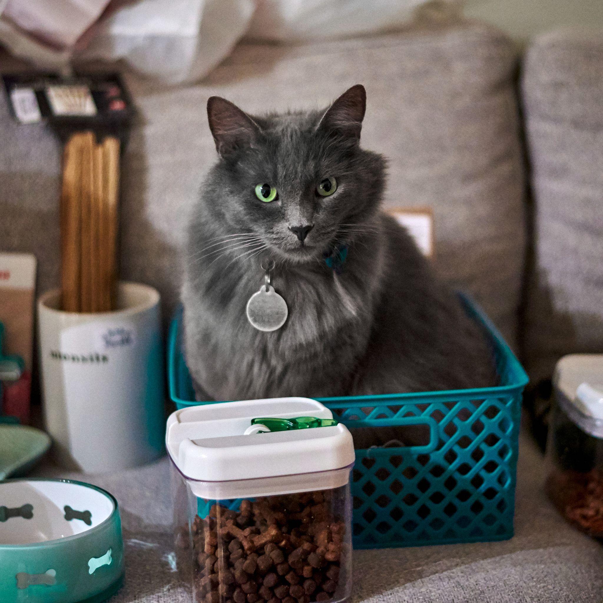 Gray cat sitting behind a treat tub and food bowl on a kitchen counter — Pet Photography photography, Austin A gray cat sitting behind a treat tub and food bowl on a kitchen counter.