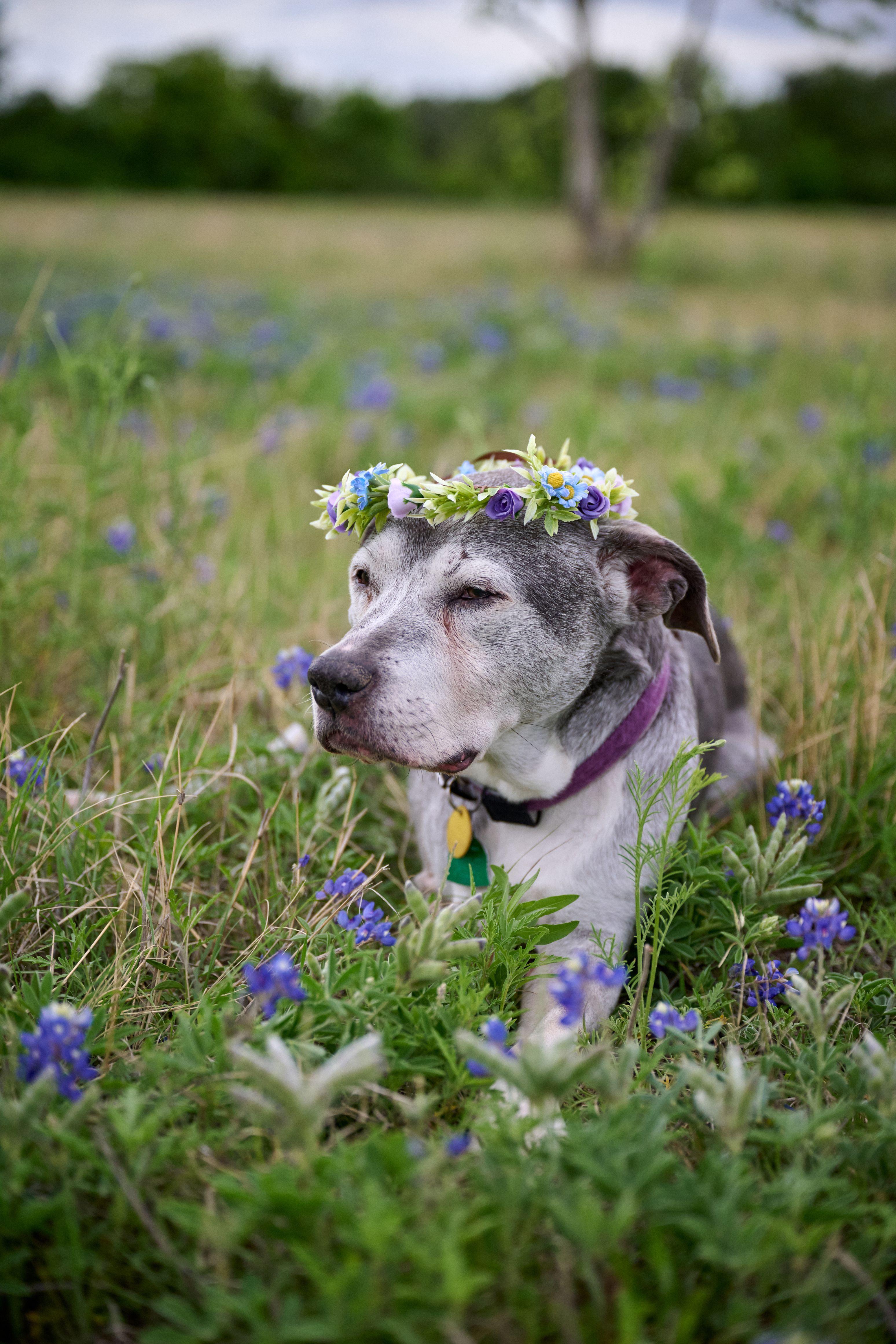 Senior dog wearing a flower crown lying among bluebonnets — Brushy Creek Lake Park photography, Austin A senior dog wearing a flower crown lying among bluebonnets.