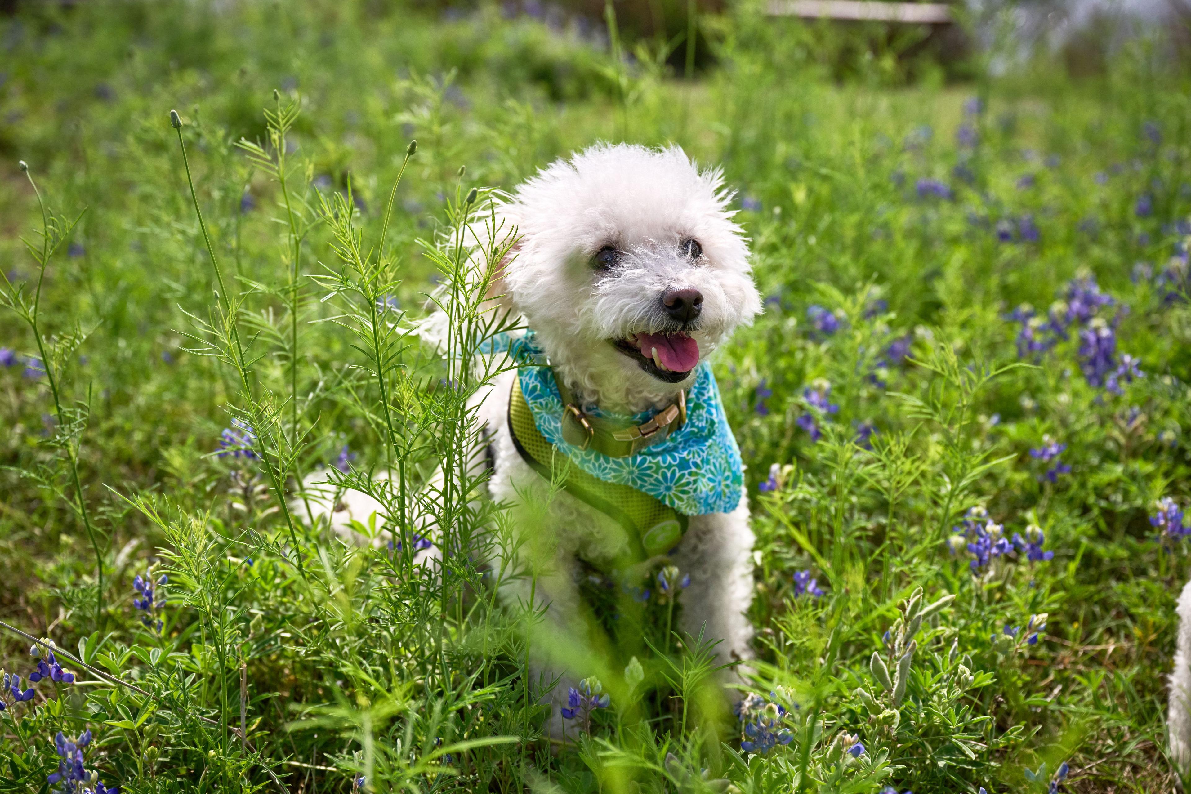Small white dog in a patterned bandana sitting among the bluebonnets at Brushy Creek Lake Park — Brushy Creek Lake Park photography, Austin A small white dog in a patterned bandana sitting among the bluebonnets at Brushy Creek Lake Park