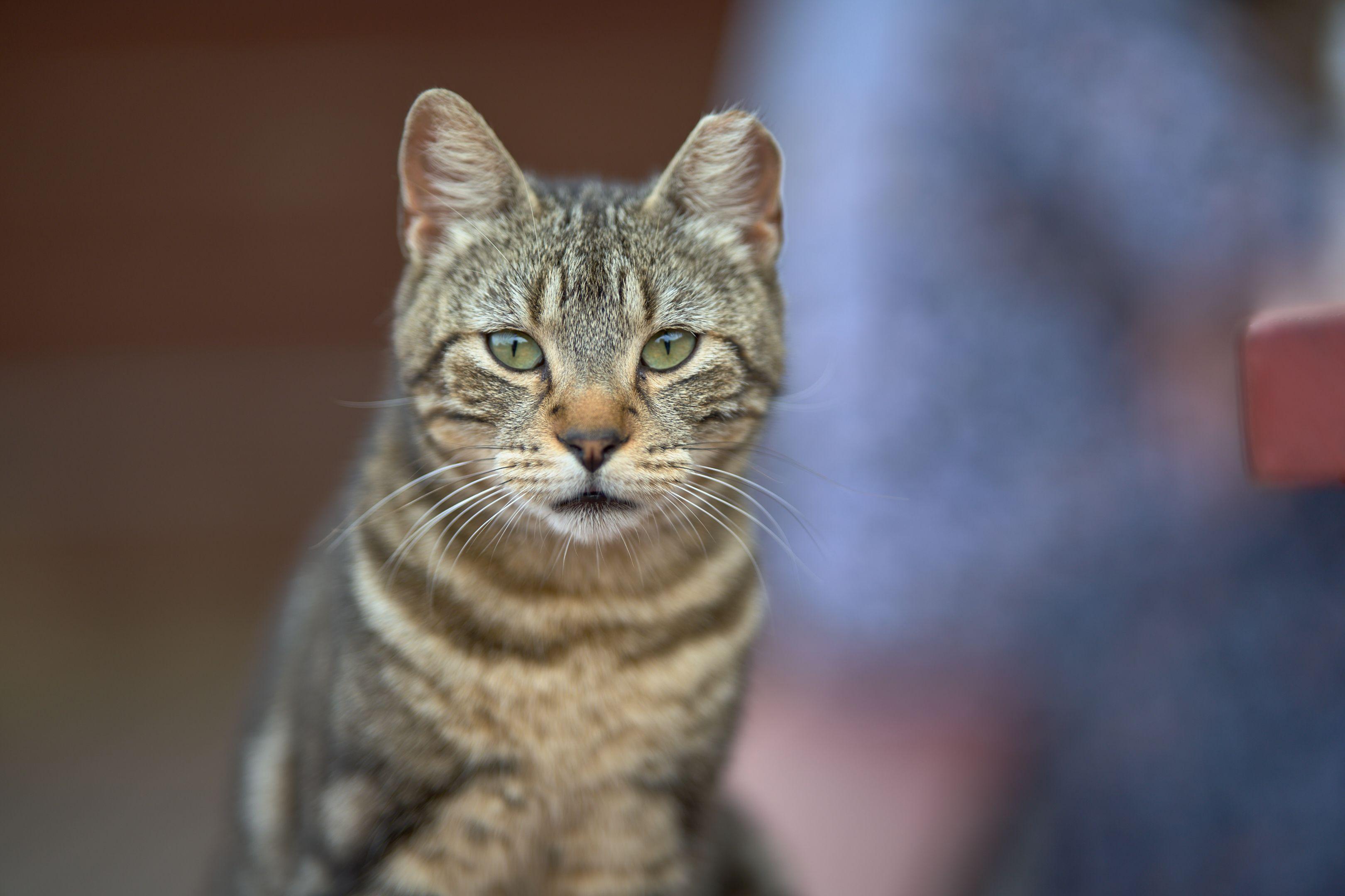 Close portrait of a tabby cat looking straight to camera — Pet Photography photography, Austin A close portrait of a tabby cat looking straight to camera.