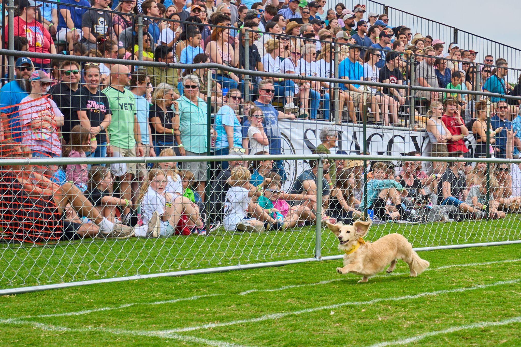 Crowd lined along a fence watching a dachshund race on a grass track — Festival photography, Austin A crowd lined along a fence watching a dachshund race on a grass track.