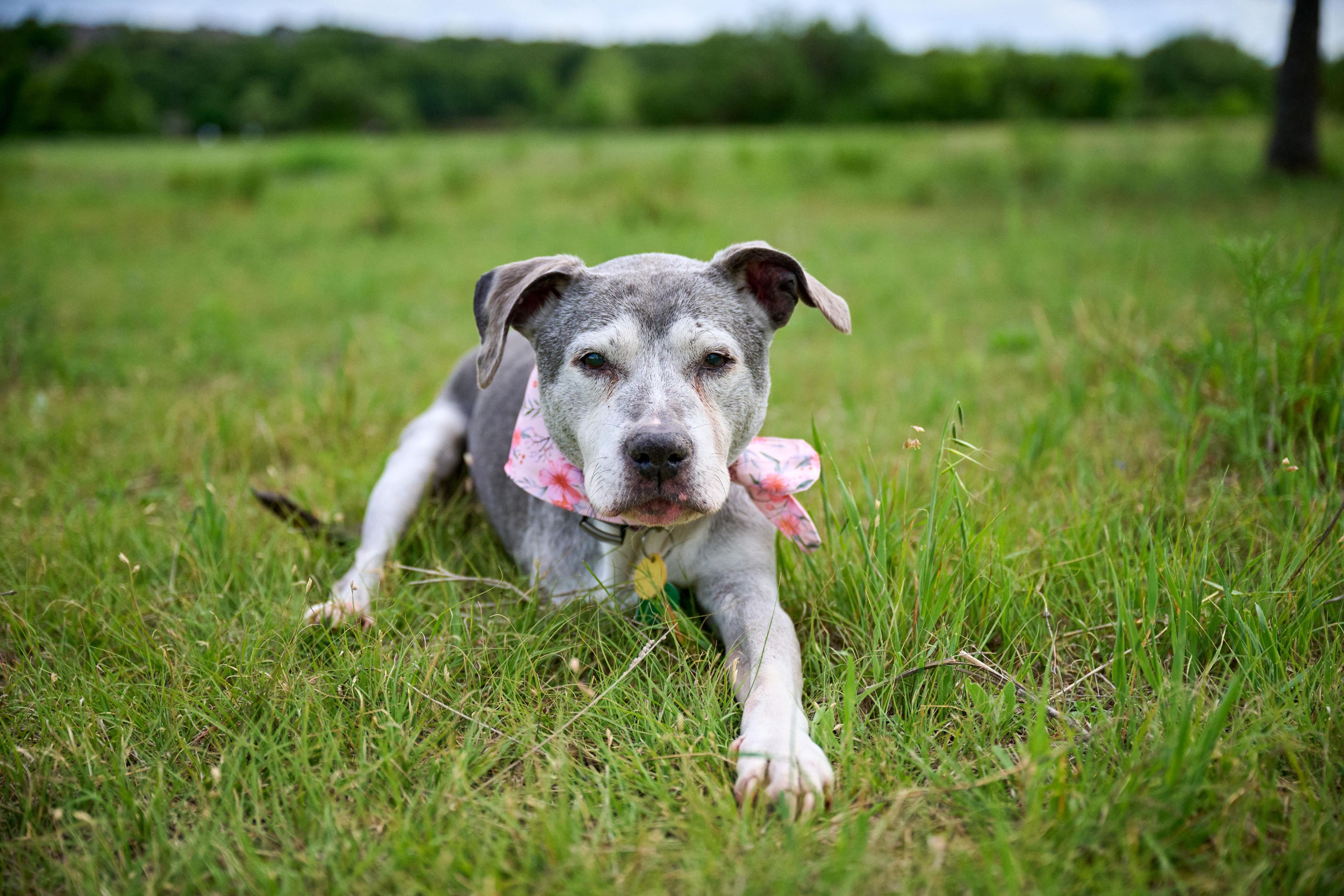 Gray and white pit bull lying in long grass, ears back — Pet Photography photography, Austin A gray and white pit bull lying in long grass, ears back.