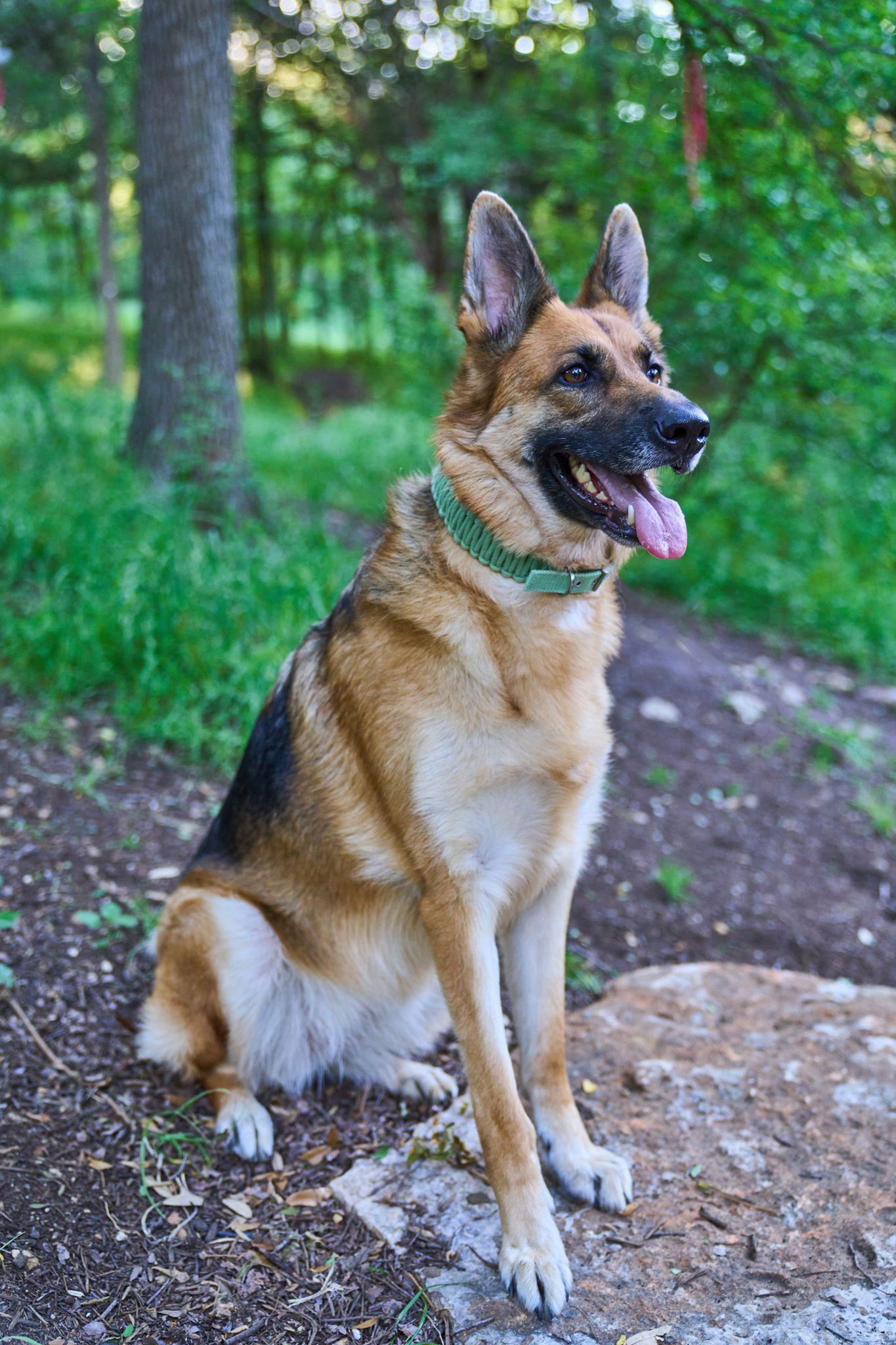 German shepherd sitting alert on a rock in dappled woodland — Pease Park photography, Austin A German shepherd sitting alert on a rock in dappled woodland.